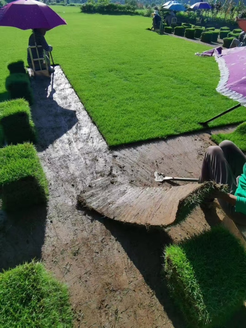 马尼拉草坪马尼拉草皮大量供应产地直发一手货源代发全国