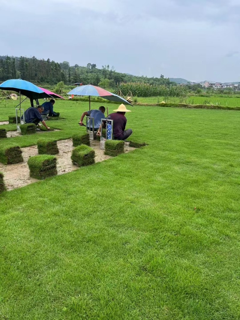 马尼拉草坪马尼拉草皮大量供应产地直发一手货源代发全国