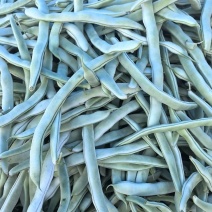 白不老芸豆大量上市，电商，货，市场货欢迎各大老板咨询