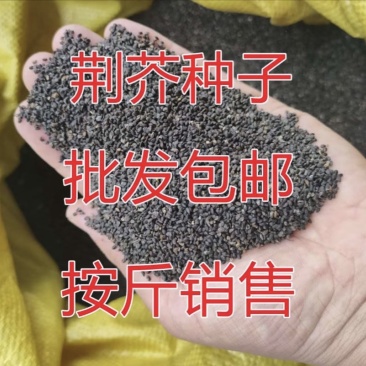 大叶荆芥种子，批发零售