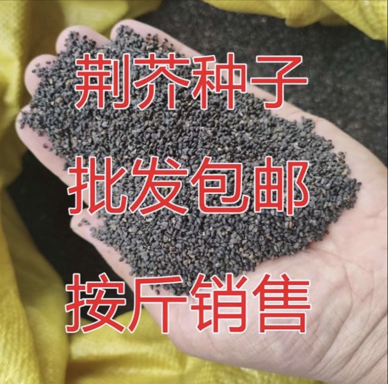 大叶荆芥种子，批发零售