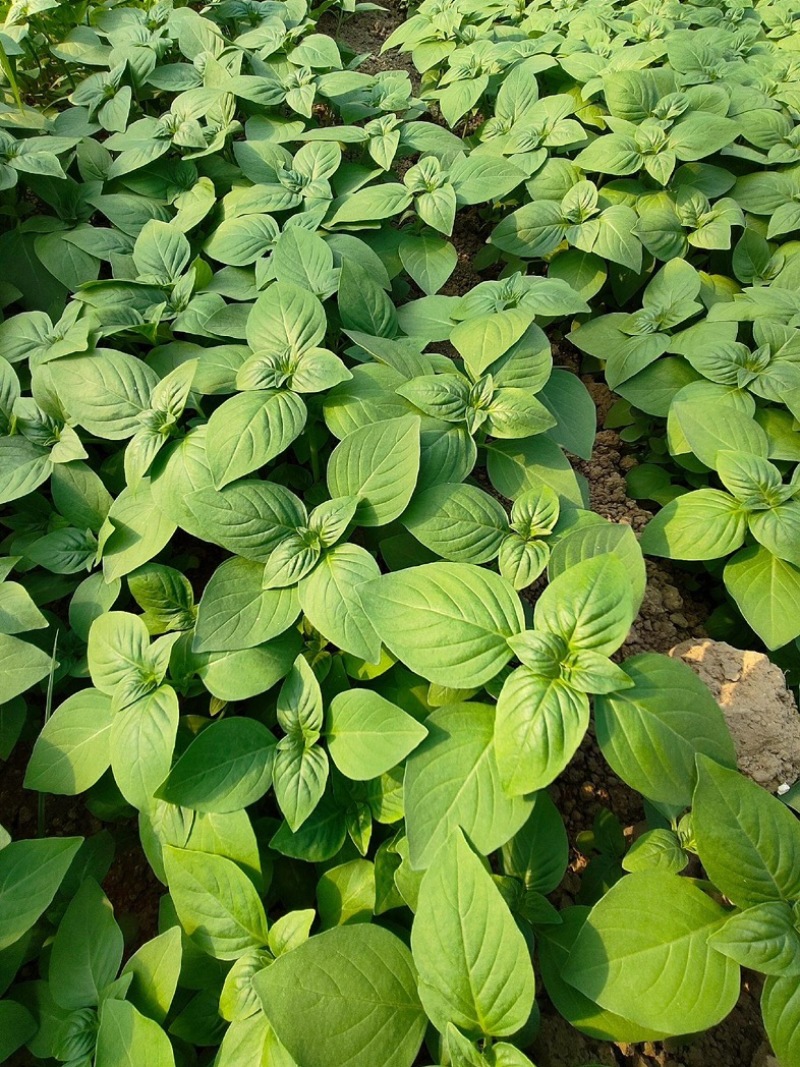 大叶荆芥种子，批发零售