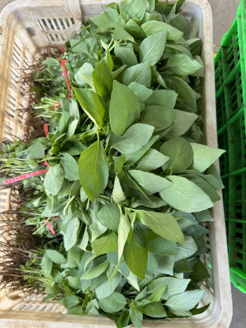 大叶荆芥种子，批发零售