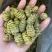 1.2到1.4铁皮石斛大货批发铁皮