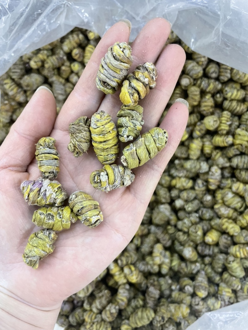 1.2到1.4铁皮石斛大货批发铁皮