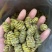 1.2到1.4铁皮石斛大货批发铁皮