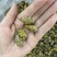 1.2到1.4铁皮石斛大货批发铁皮