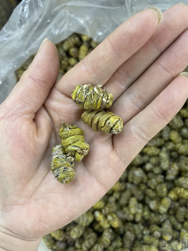 1.2到1.4铁皮石斛大货批发铁皮