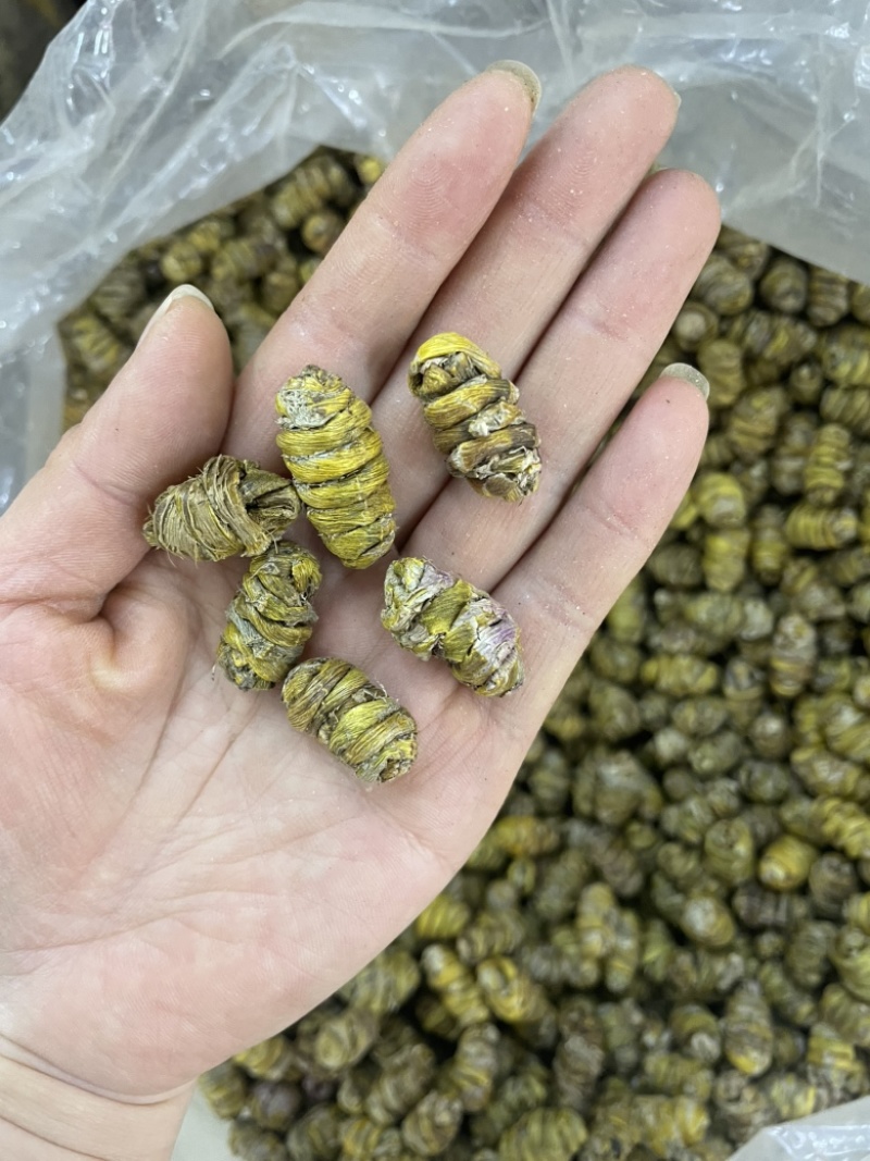1.2到1.4铁皮石斛大货批发铁皮