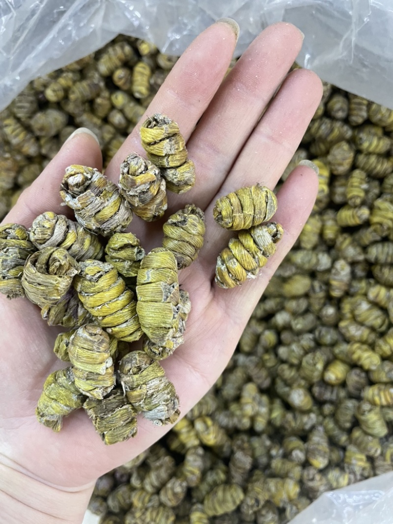 1.2到1.4铁皮石斛大货批发铁皮