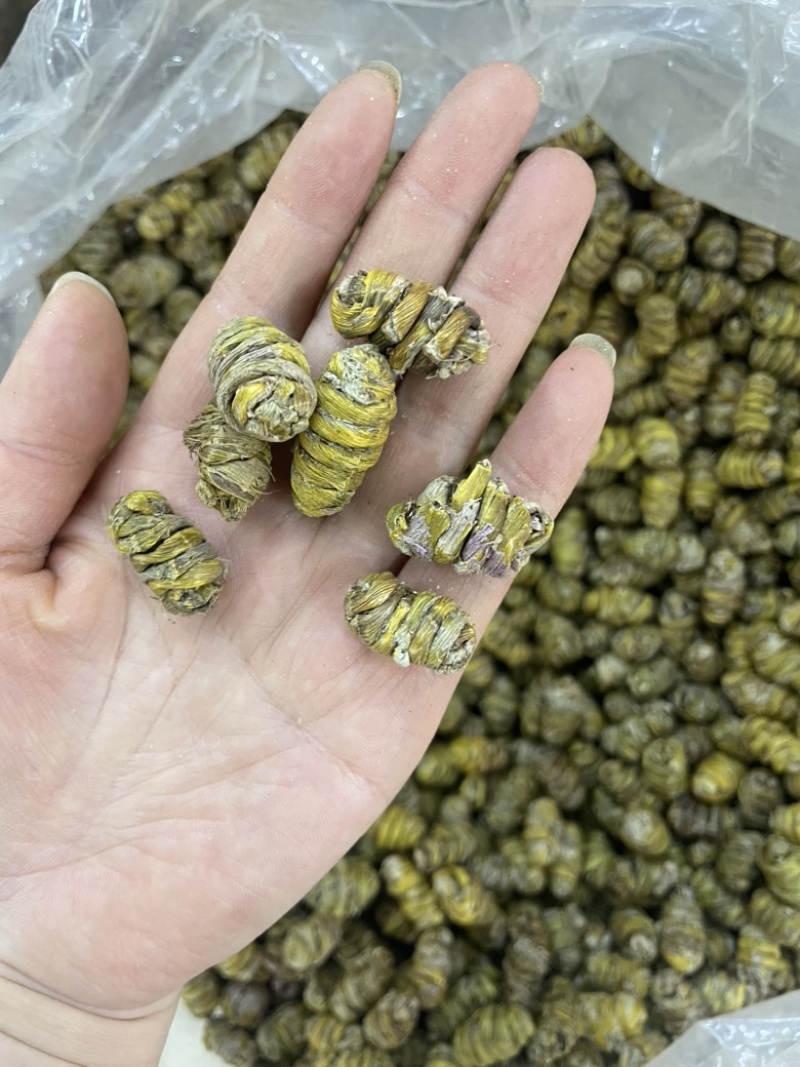 1.2到1.4铁皮石斛大货批发铁皮