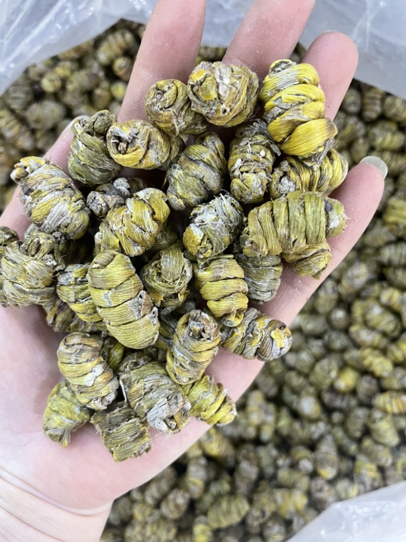 1.2到1.4铁皮石斛大货批发铁皮