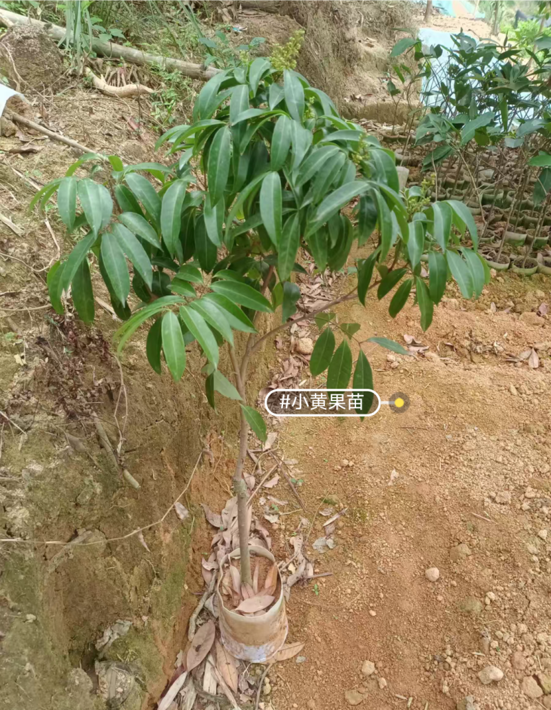仙进奉荔枝苗嫁接苗正品苗，苗子漂亮