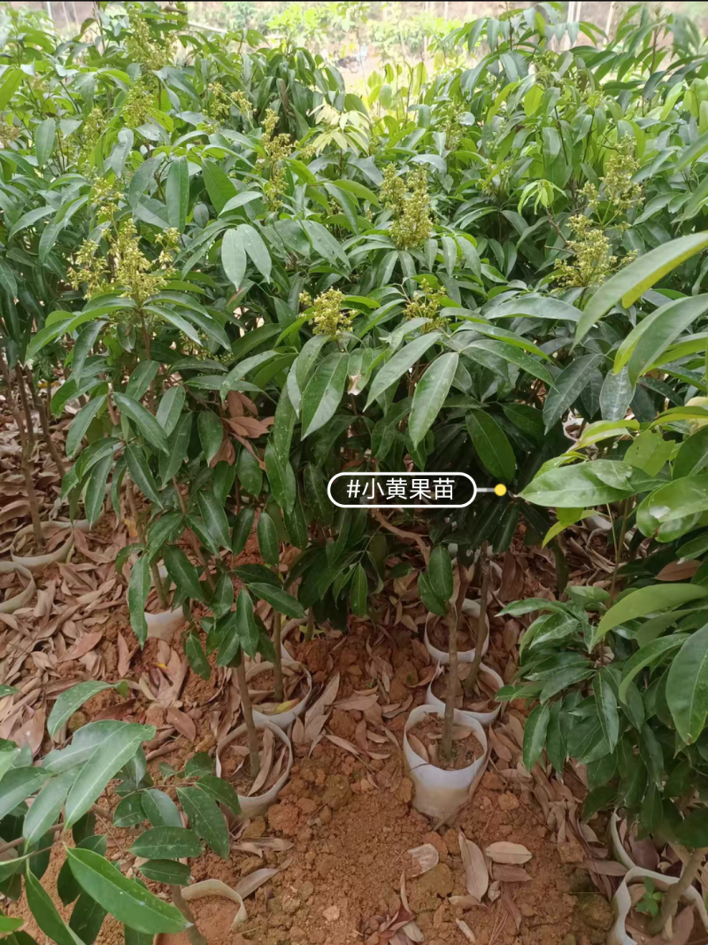 仙进奉荔枝苗嫁接苗正品苗，苗子漂亮