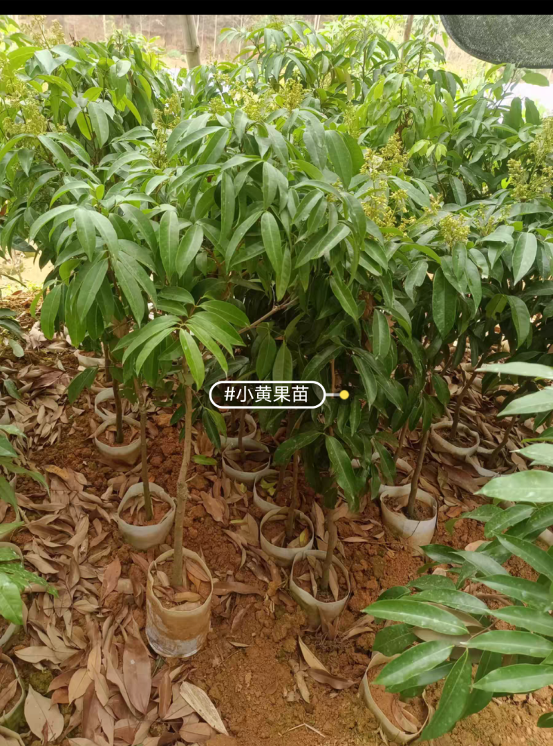 仙进奉荔枝苗嫁接苗正品苗，苗子漂亮