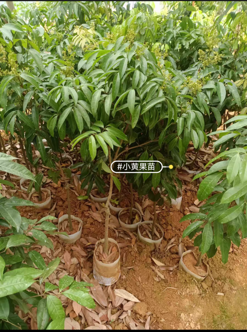仙进奉荔枝苗嫁接苗正品苗，苗子漂亮