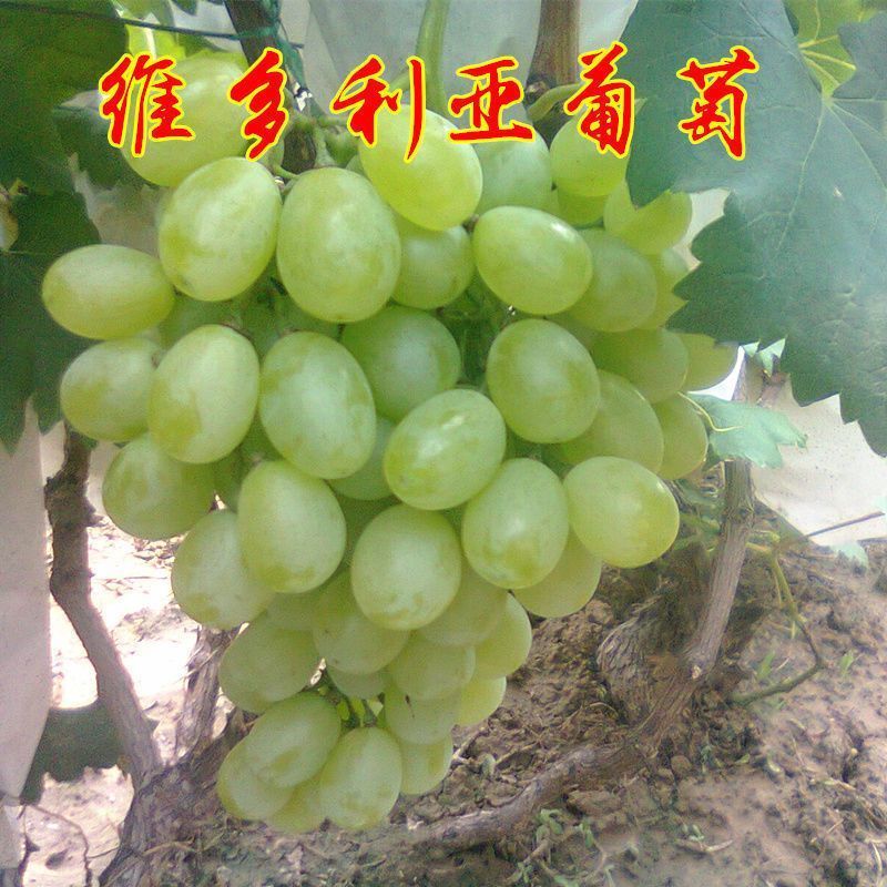 精品维多利亚青提葡萄，品质保证，货源充足，可对接电商商超