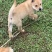 宠物犬