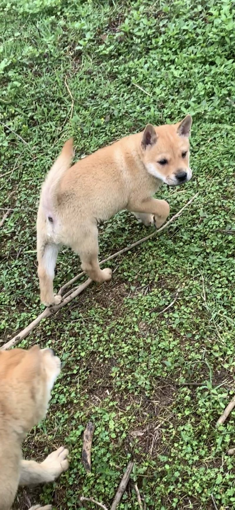 宠物犬