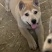 宠物犬