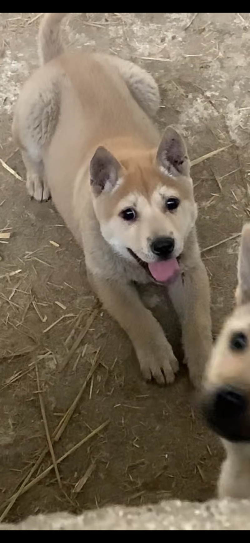 宠物犬