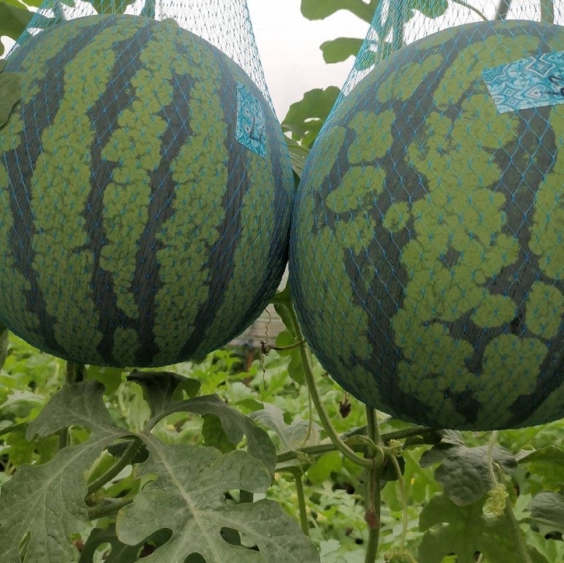 安徽芜湖自家种植大棚美都西瓜