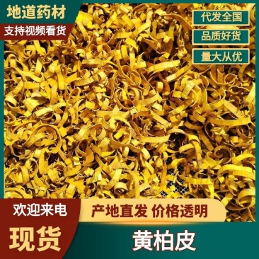 黄柏树皮原产地直发质量保证价格优惠大量现货供应