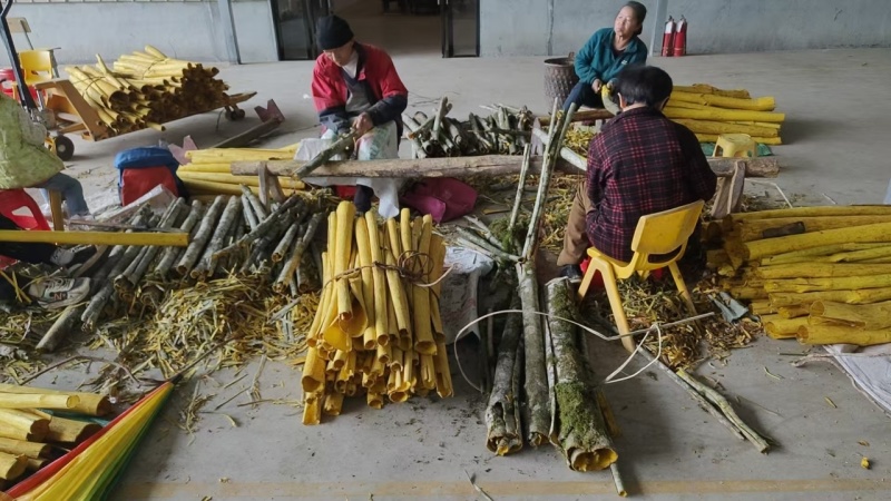 黄柏树皮原产地直发质量保证价格优惠大量现货供应