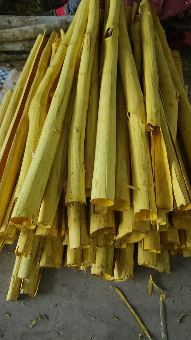 黄柏树皮原产地直发质量保证价格优惠大量现货供应