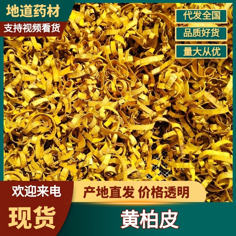 黄柏树皮原产地直发质量保证价格优惠大量现货供应