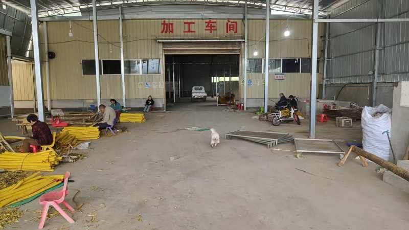 黄柏树皮原产地直发质量保证价格优惠大量现货供应