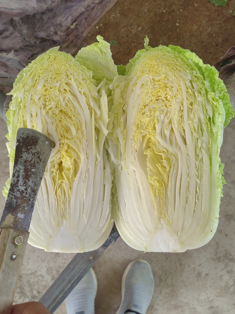 黄心白菜矮颗中等个头无烧心无烧边无黑点无虫眼