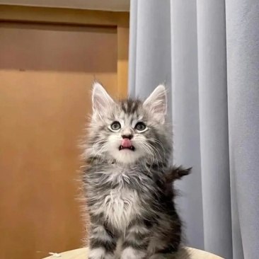 宠物猫，缅因猫纯种，自己养殖场繁殖