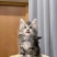 宠物猫，缅因猫纯种，自己养殖场繁殖