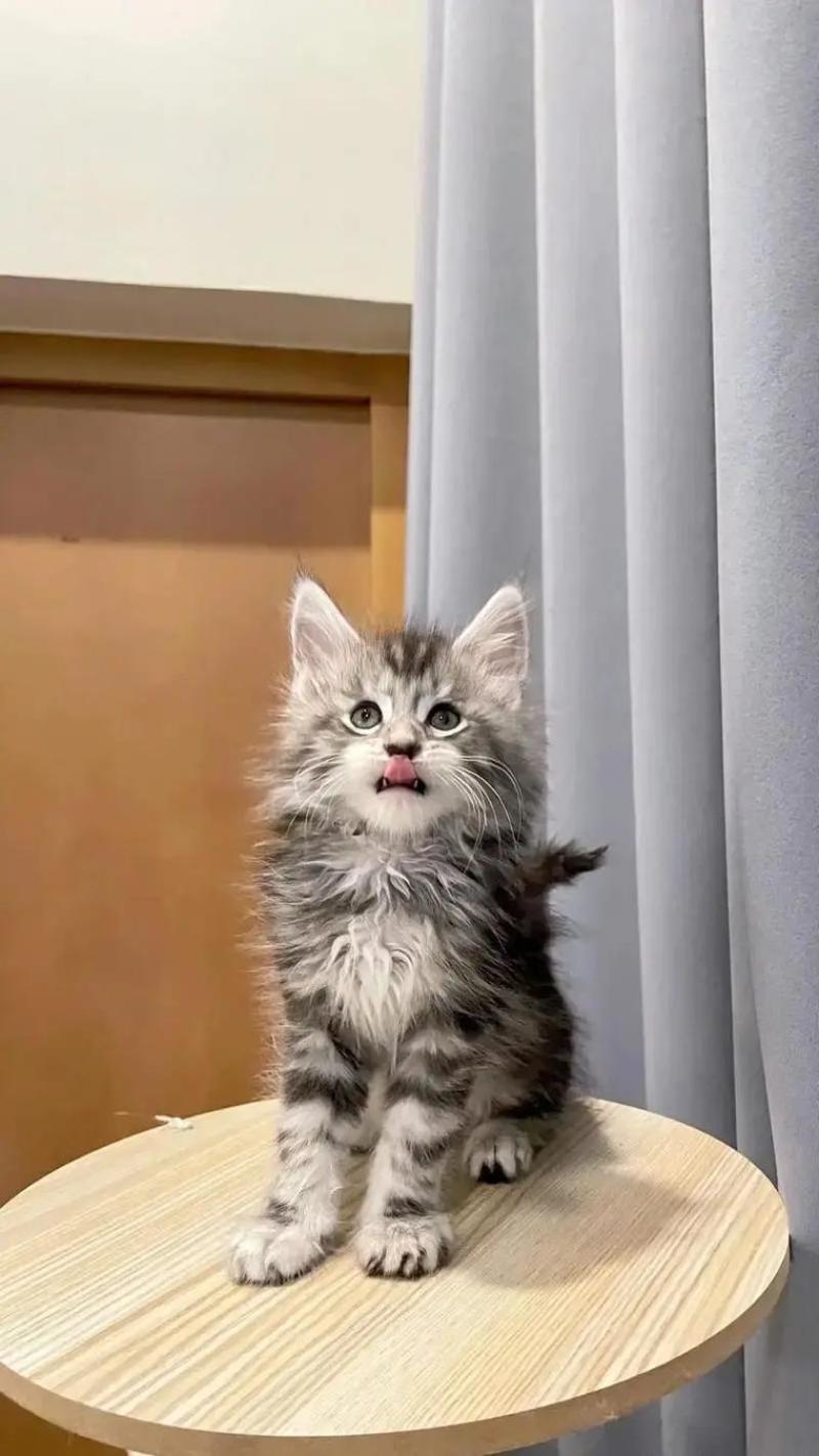 宠物猫，缅因猫纯种，自己养殖场繁殖