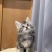宠物猫，缅因猫纯种，自己养殖场繁殖
