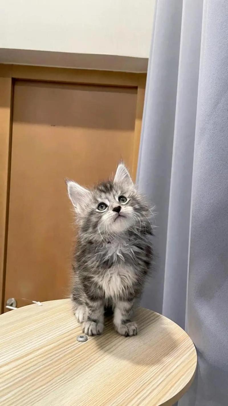 宠物猫，缅因猫纯种，自己养殖场繁殖