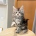 宠物猫，缅因猫纯种，自己养殖场繁殖