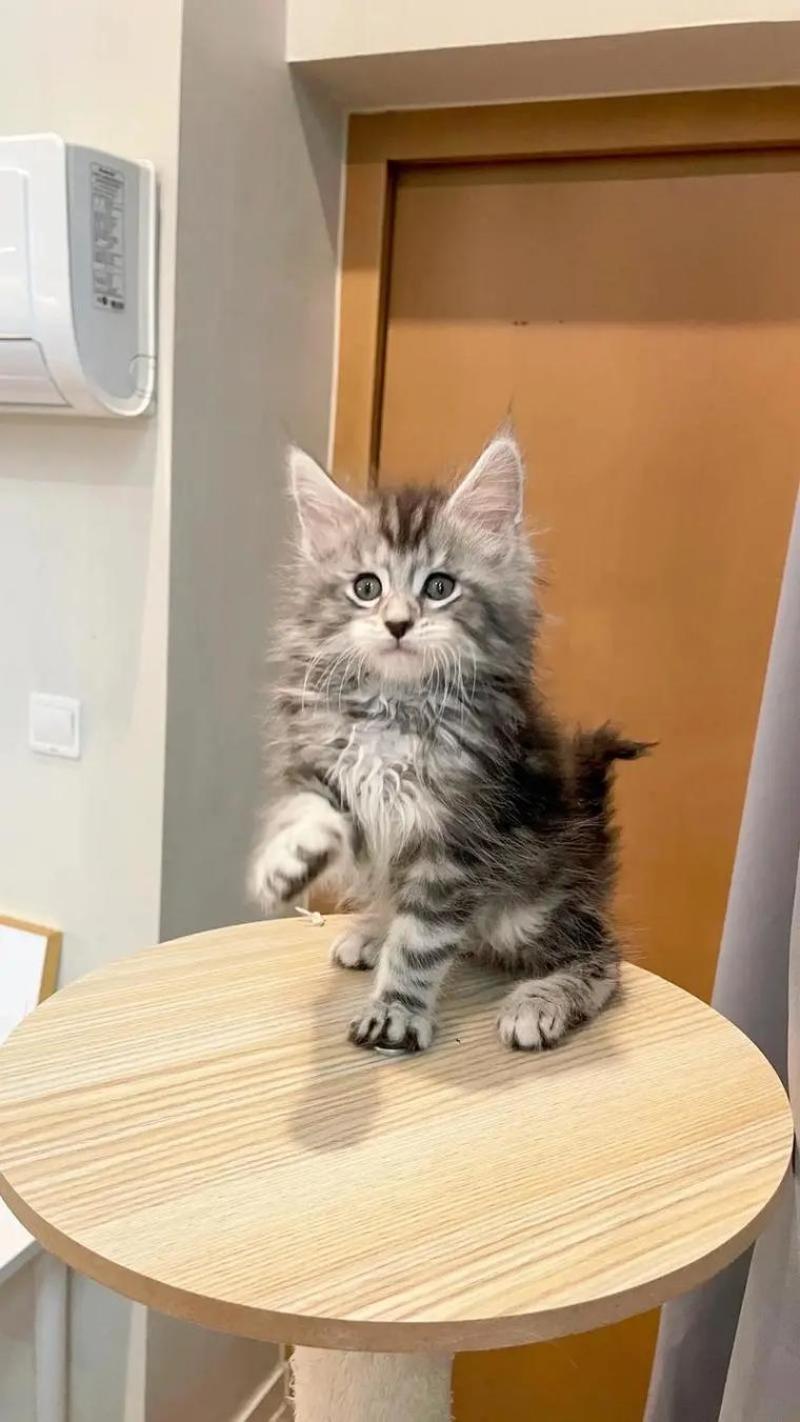 宠物猫，缅因猫纯种，自己养殖场繁殖