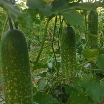 吊毛节瓜（小米冬）绿皮。煲汤切片炒多种多样食材长年供应