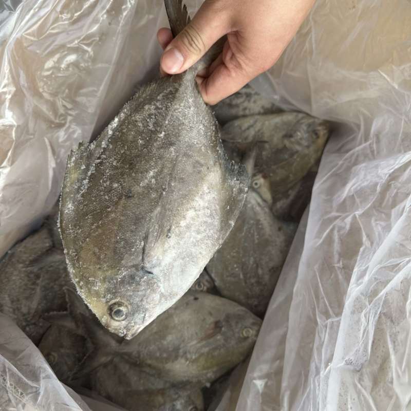 黑鲳鱼灯光围网黑鲳鱼