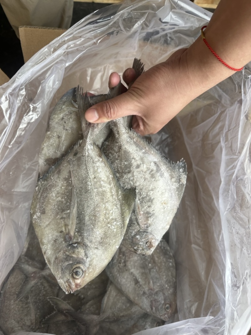 黑鲳鱼灯光围网黑鲳鱼