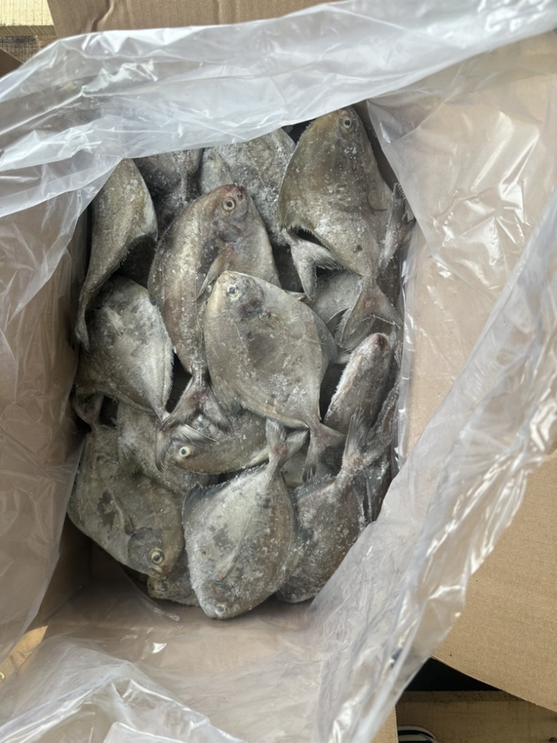 黑鲳鱼灯光围网黑鲳鱼