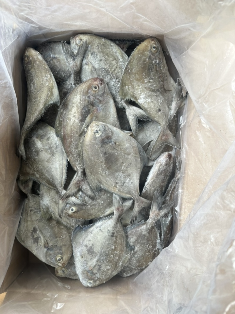 黑鲳鱼灯光围网黑鲳鱼