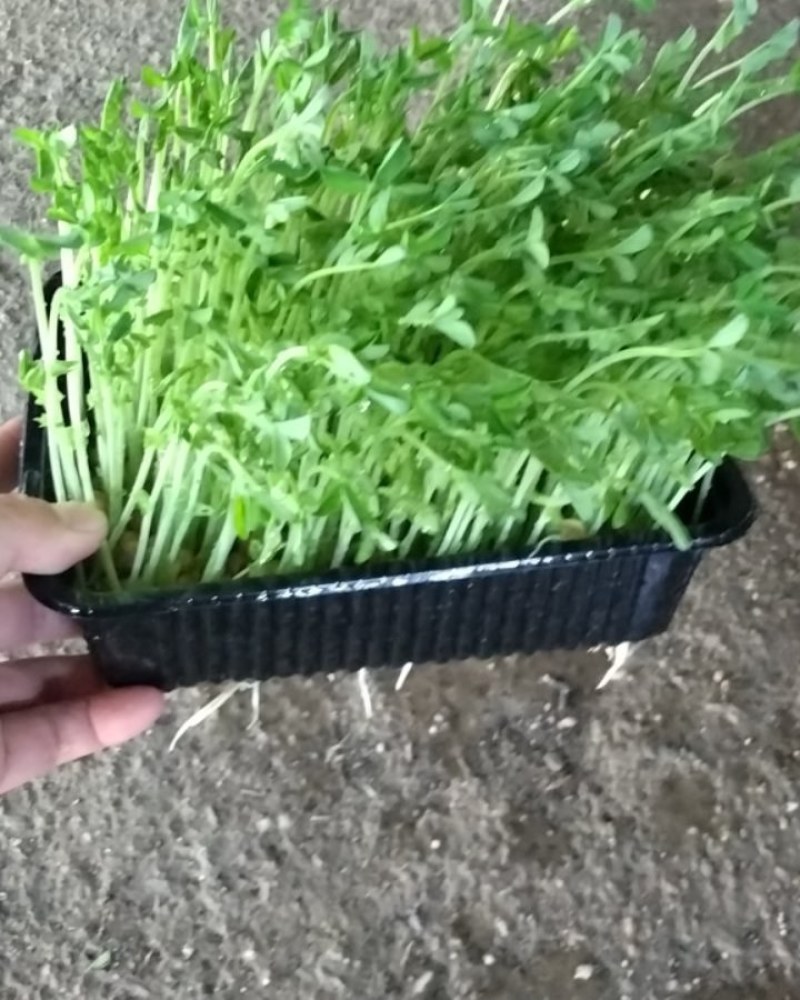 活体豌豆苗陕西汉中豌豆苗，基地直供（量大从优）价格可谈