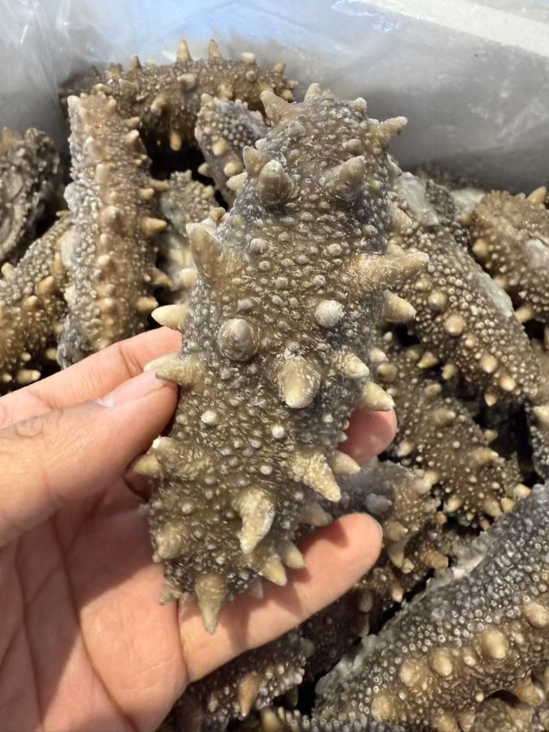鲜食海参支持团购对接各大商超源头工厂可视频看货