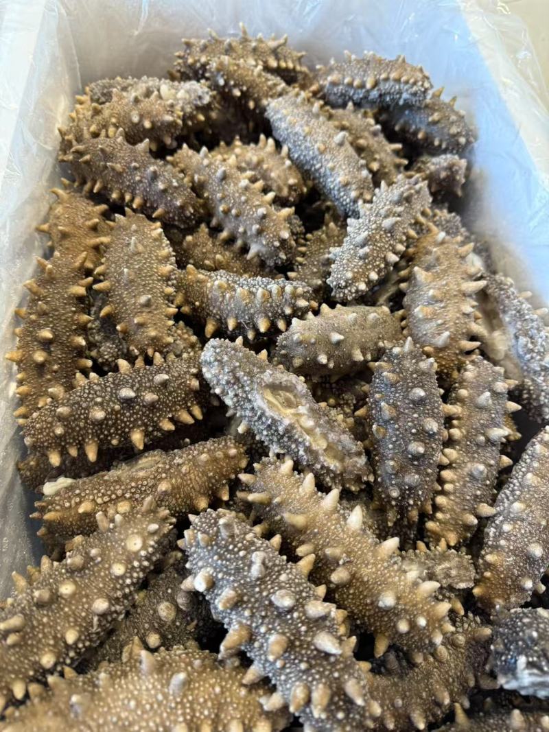 鲜食海参支持团购对接各大商超源头工厂可视频看货
