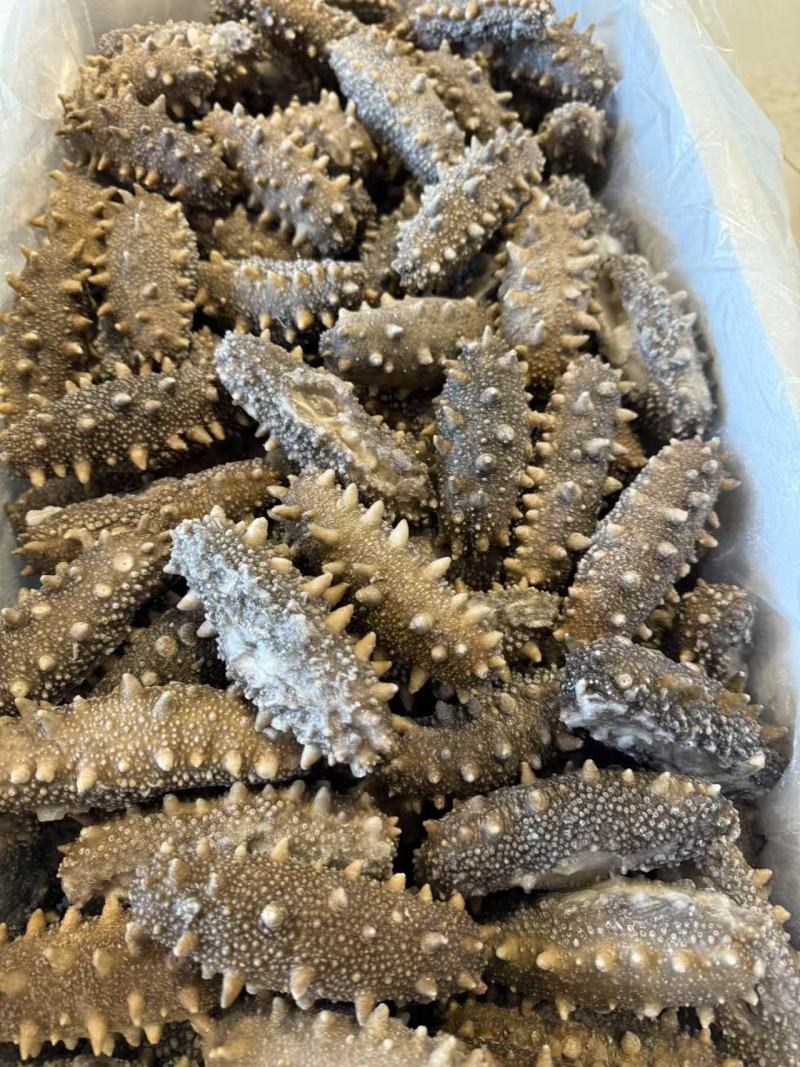 鲜食海参支持团购对接各大商超源头工厂可视频看货