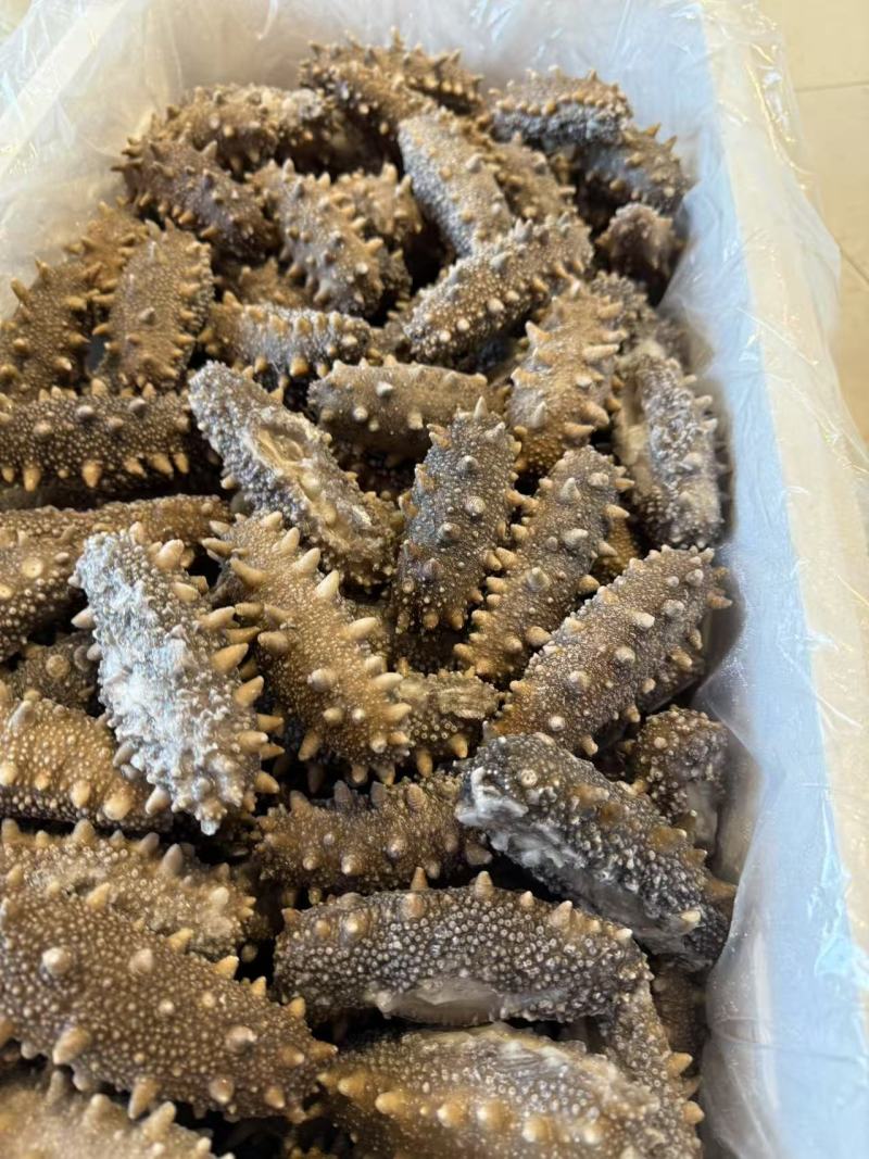 鲜食海参支持团购对接各大商超源头工厂可视频看货
