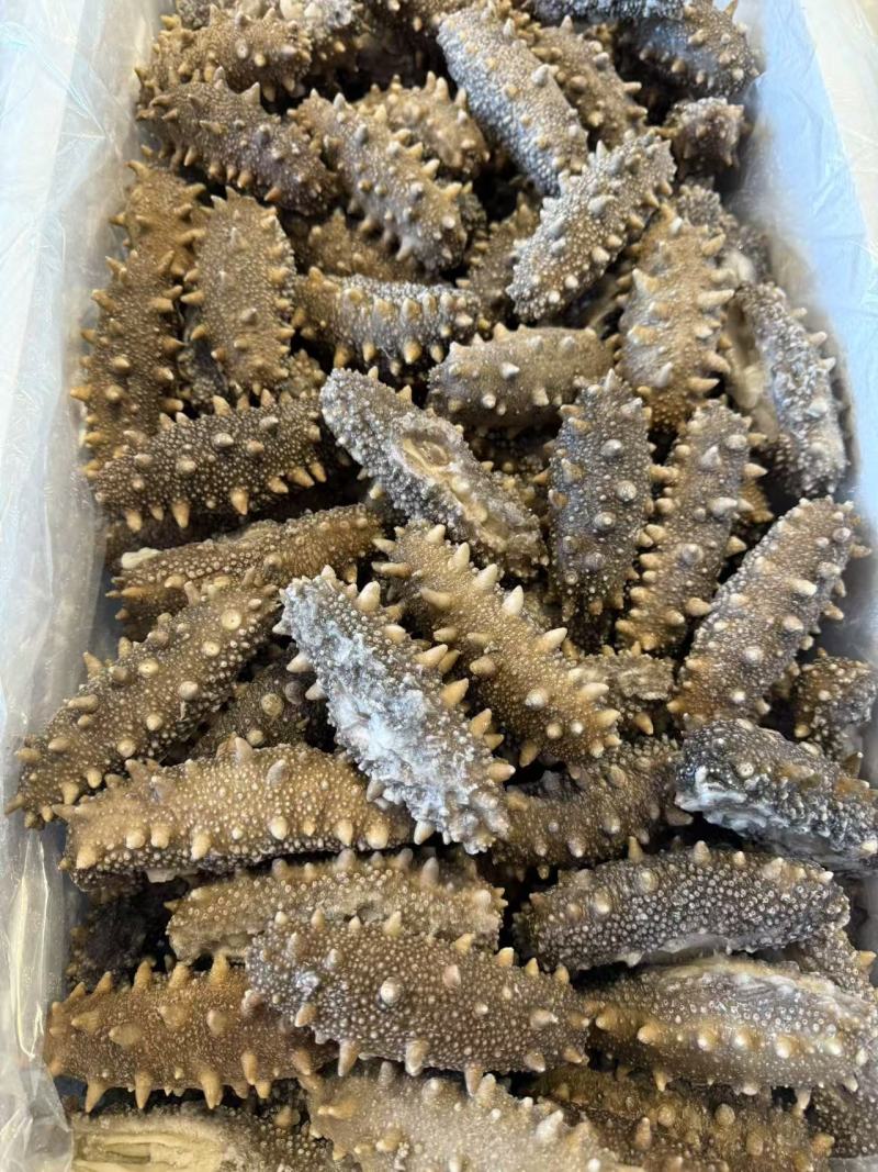 鲜食海参支持团购对接各大商超源头工厂可视频看货